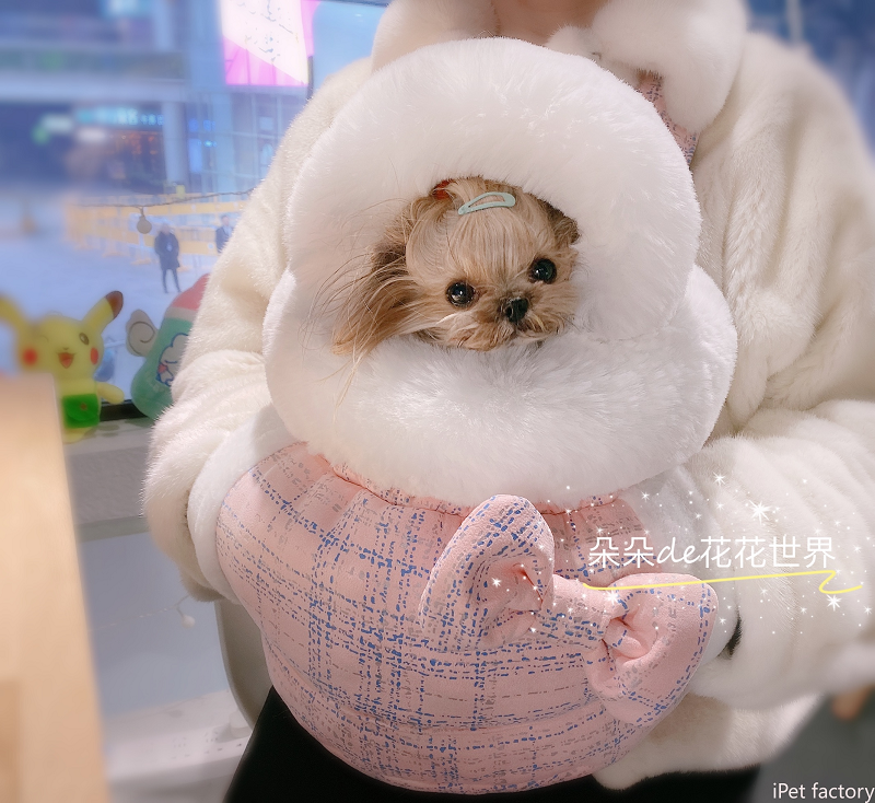 Travel Accessories New York - New Summer Pet Cat Dog Carriers